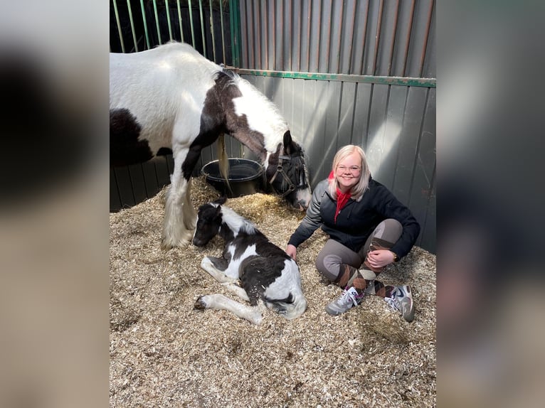 Gypsy Horse Mare 9 years 14.2 hh Pinto in Apeldoorn