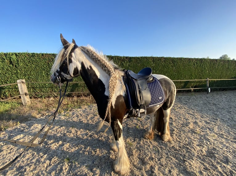 Gypsy Horse Mare 9 years 14.2 hh Pinto in Apeldoorn