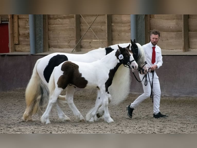 Gypsy Horse Mare 9 years 14.2 hh Pinto in Apeldoorn