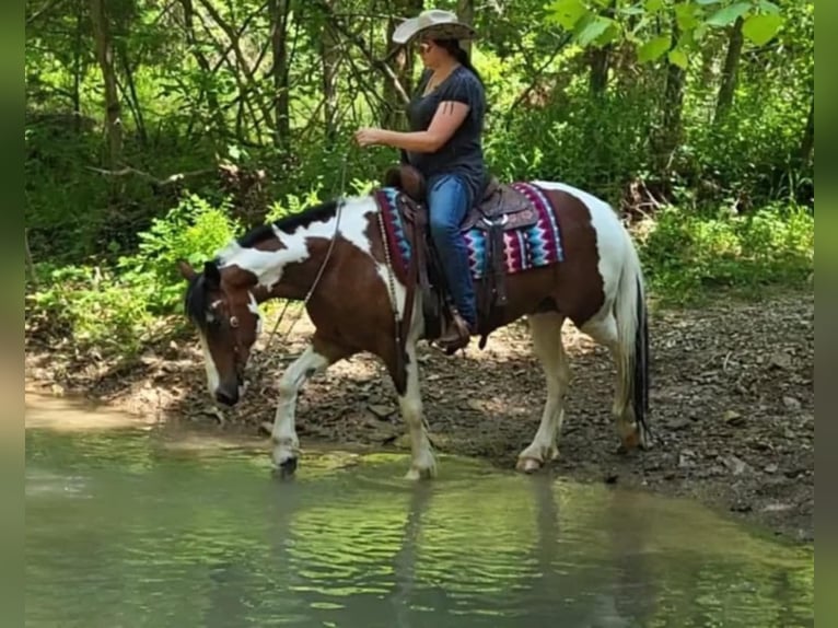 Gypsy Horse Mare 9 years 14.2 hh Tobiano-all-colors in Robards KY