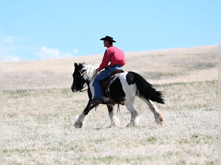 Gypsy Horse Mare 9 years 14,3 hh Bay in Chadron