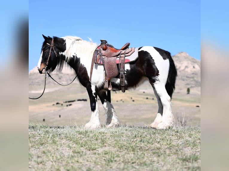 Gypsy Horse Mare 9 years 14,3 hh Bay in Chadron