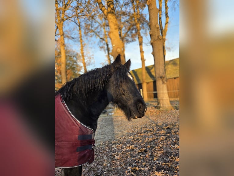 Gypsy Horse Mare 9 years 14.3 hh Black in Hude (Oldenburg)