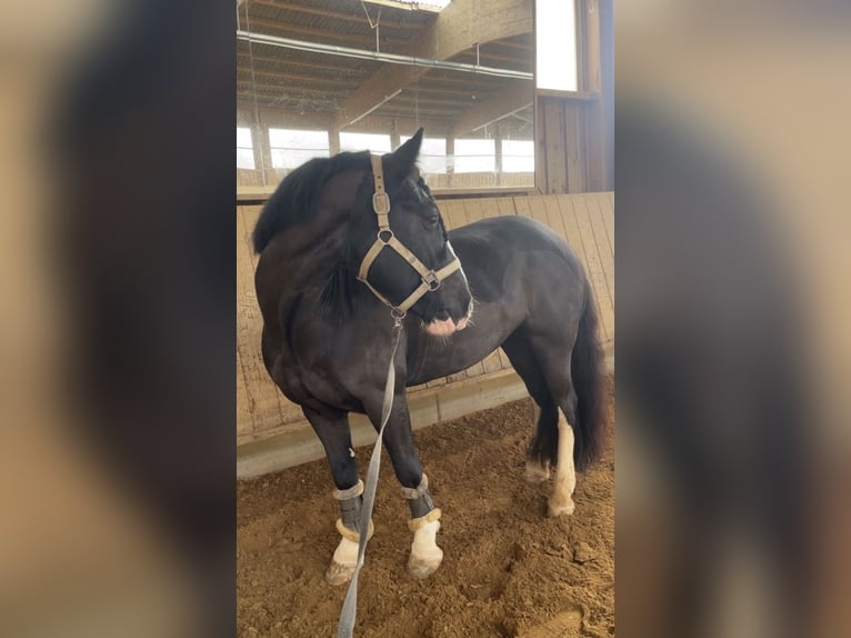 Gypsy Horse Mare 9 years 14 hh Bay-Dark in Elchingen
