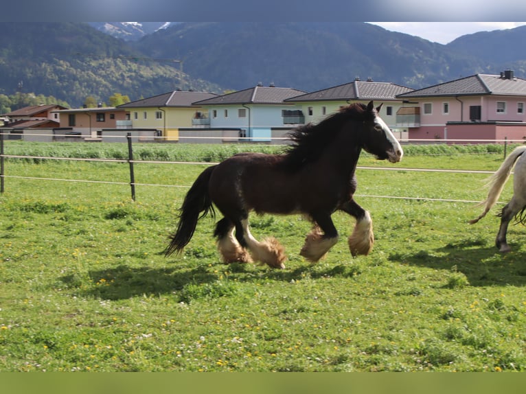 Gypsy Horse Mare 9 years 14 hh Sabino in Kirchbichl