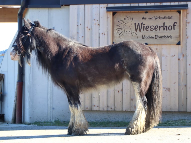 Gypsy Horse Mare 9 years 14 hh Sabino in Kirchbichl