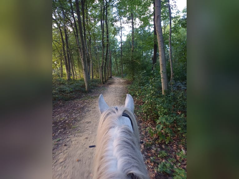 Gypsy Horse Mare 9 years 14,1 hh Roan-Blue in Assen