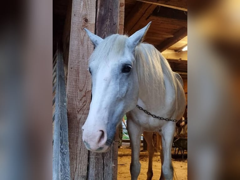 Gypsy Horse Mix Mare 9 years 14,2 hh Grey in Brunn