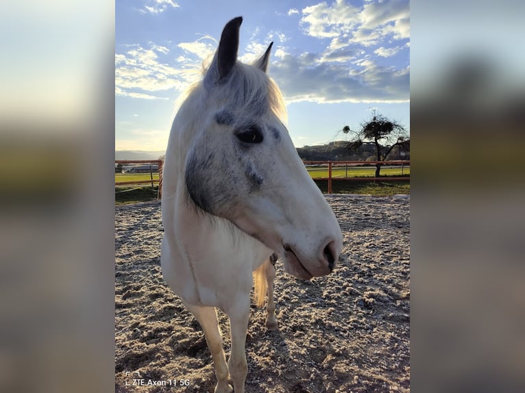 Gypsy Horse Mix Mare 9 years 14,2 hh Grey in Brunn