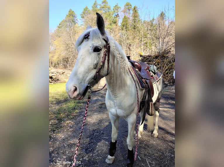 Gypsy Horse Mix Mare 9 years 14,2 hh Grey in Brunn