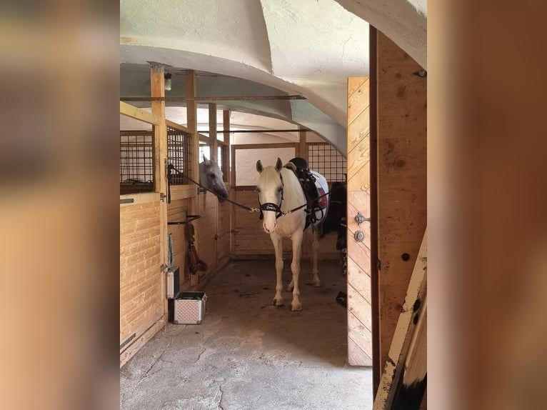 Gypsy Horse Mix Mare 9 years 14,2 hh Grey in Brunn
