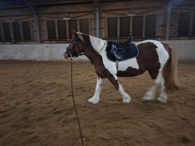 Gypsy Horse Mare 9 years 14,2 hh Pinto in Pichl bei wels