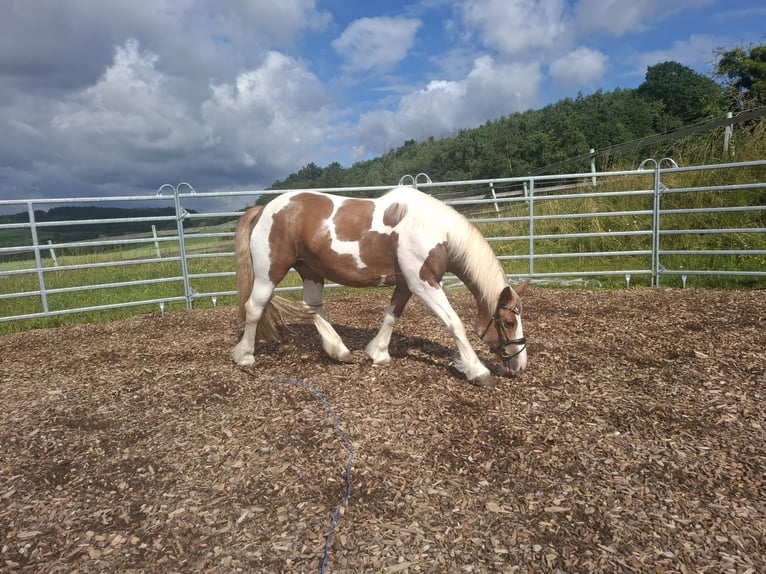 Gypsy Horse Mare 9 years 14,2 hh Pinto in Pichl bei wels