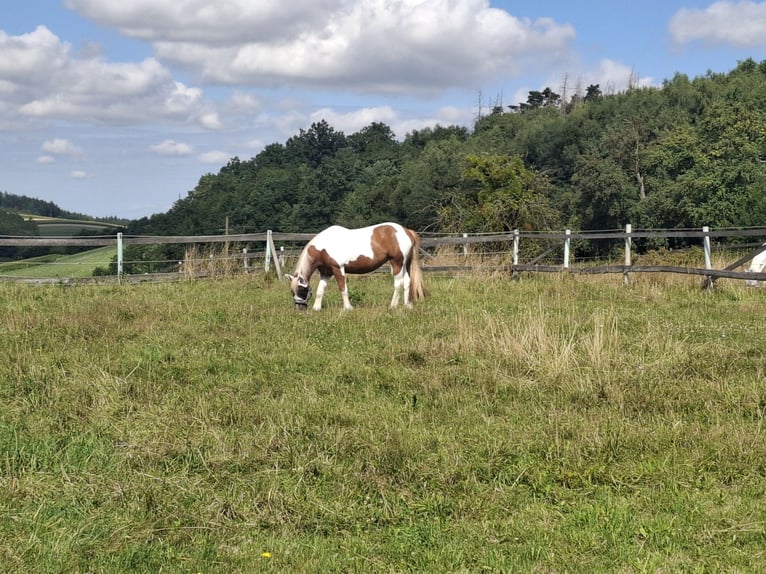 Gypsy Horse Mare 9 years 14,2 hh Pinto in Pichl bei wels