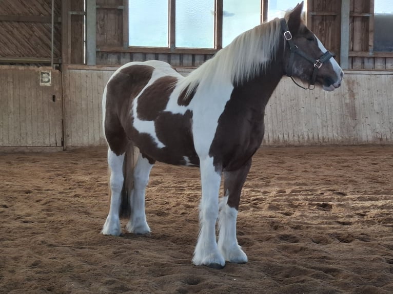 Gypsy Horse Mare 9 years 14,2 hh Pinto in Pichl bei wels