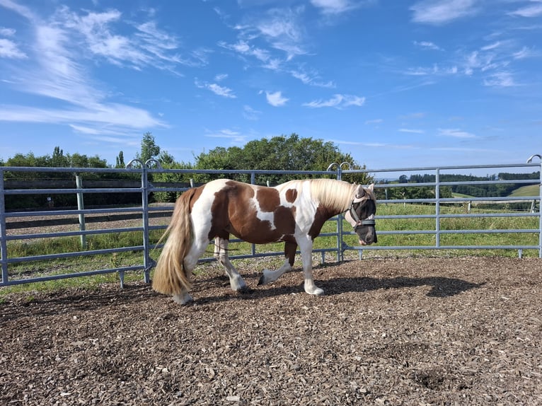 Gypsy Horse Mare 9 years 14,2 hh Pinto in Pichl bei wels