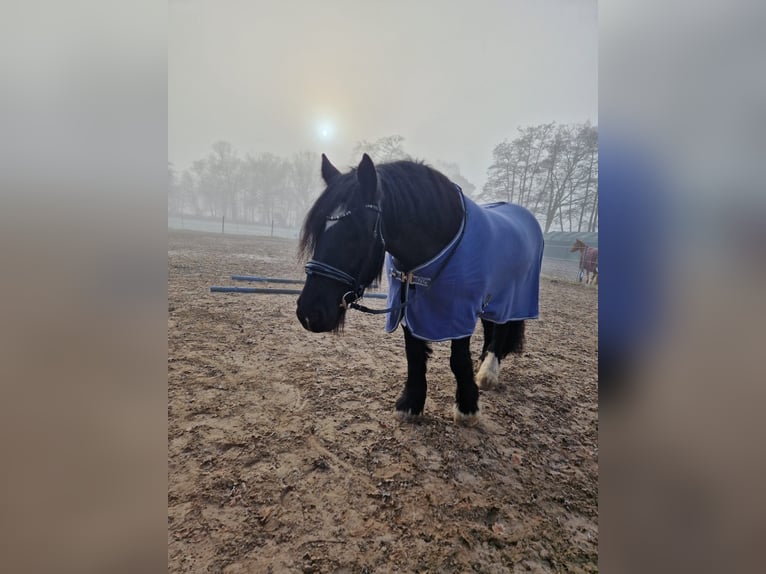 Gypsy Horse Mare 9 years 14,3 hh Black in Hude (Oldenburg)