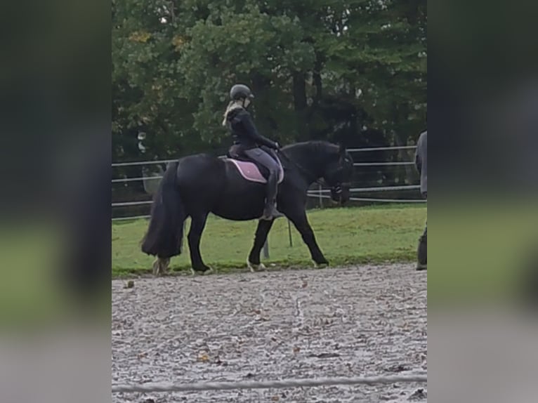 Gypsy Horse Mare 9 years 14,3 hh Black in Hude (Oldenburg)