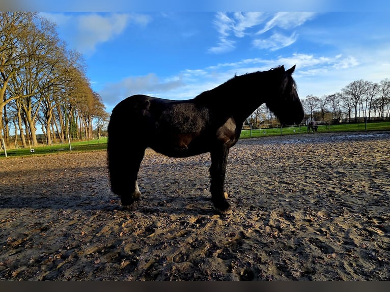 Gypsy Horse Mare 9 years 14,3 hh Black in Hude (Oldenburg)