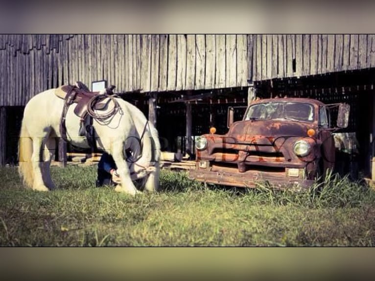 Gypsy Horse Mare 9 years 15,2 hh Cremello in Columbia, TN