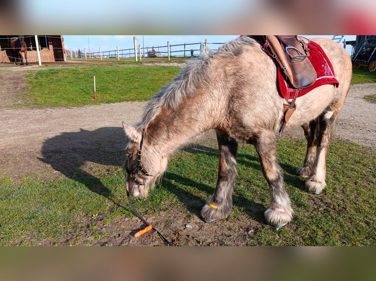 Gypsy Horse Mare 9 years 15,2 hh Palomino in Wiesmaden Gypsy Horse Mare 9 years 15,2 hh Palomino in Wiesmaden