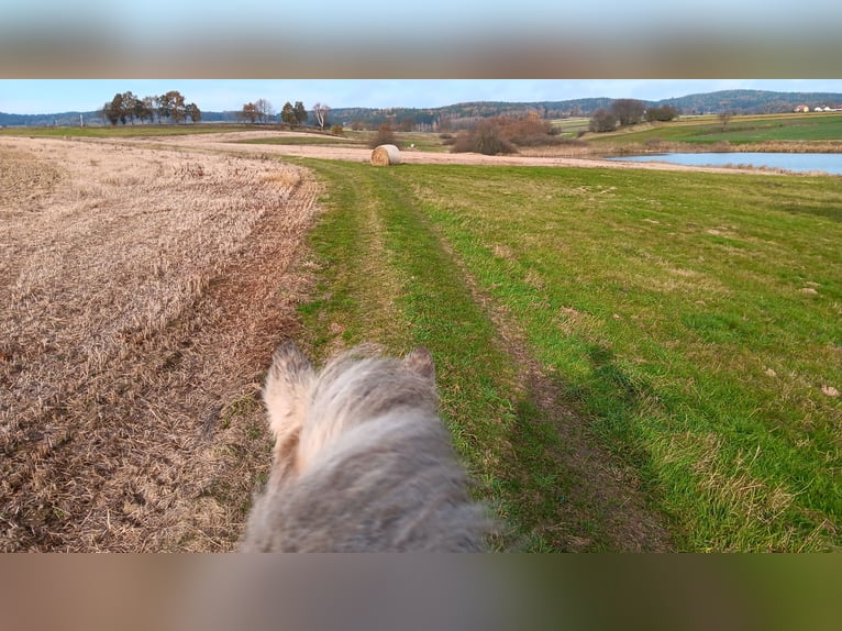 Gypsy Horse Mare 9 years 15,2 hh Palomino in Wiesmaden Gypsy Horse Mare 9 years 15,2 hh Palomino in Wiesmaden