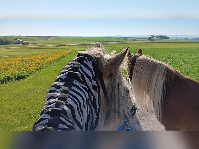 Gypsy Horse Mare 9 years 15,2 hh Palomino in Wiesmaden Gypsy Horse Mare 9 years 15,2 hh Palomino in Wiesmaden