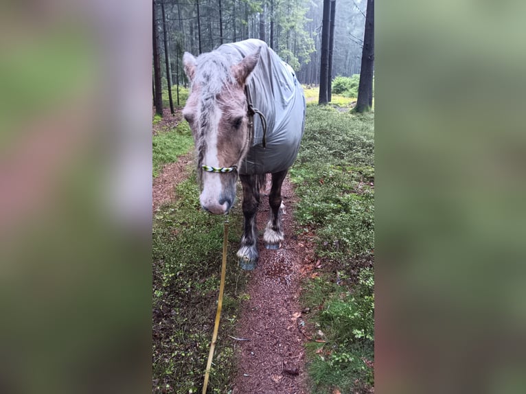 Gypsy Horse Mare 9 years 15,2 hh Palomino in Wiesmaden Gypsy Horse Mare 9 years 15,2 hh Palomino in Wiesmaden