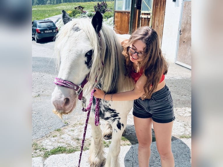 Gypsy Horse Mix Mare 9 years 17 hh Grey-Dark-Tan in Valchava