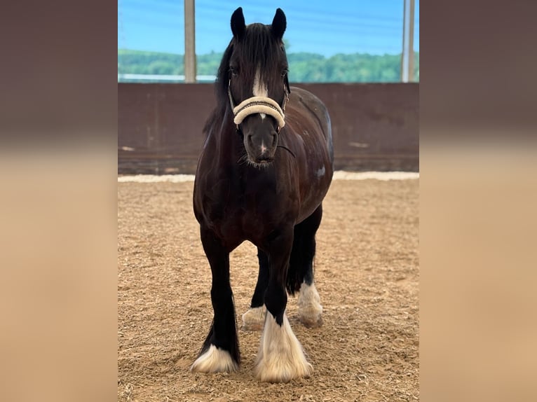 Gypsy Horse Mare 9 years Black in Flein