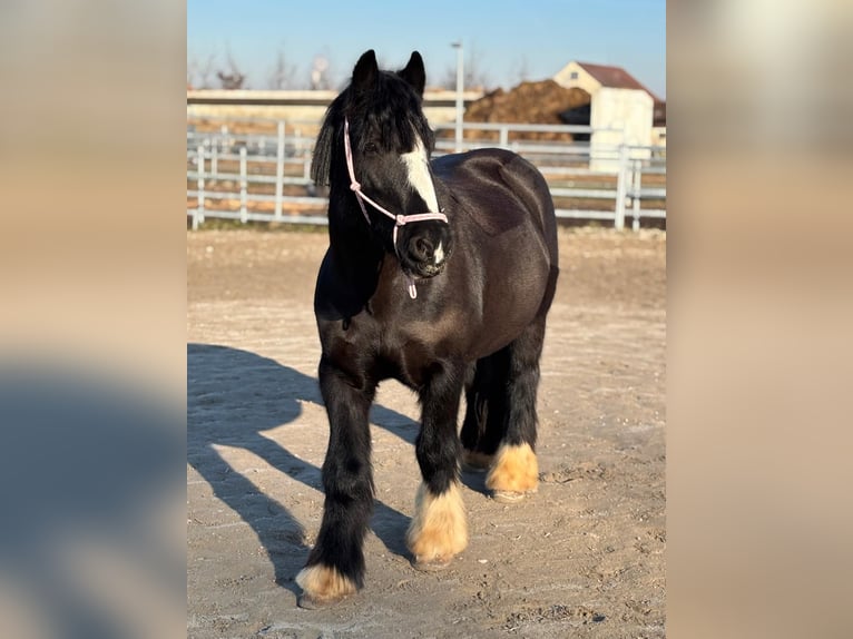 Gypsy Horse Mare 9 years Black in Flein