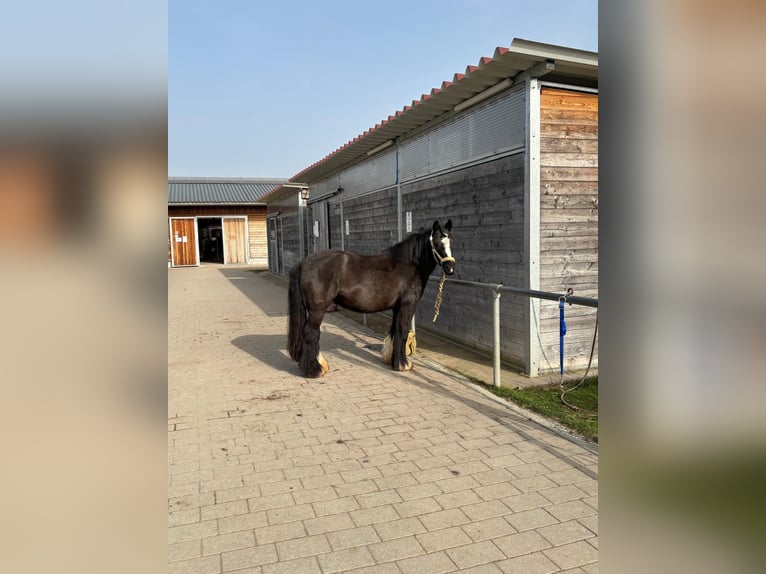Gypsy Horse Mare 9 years Black in Flein
