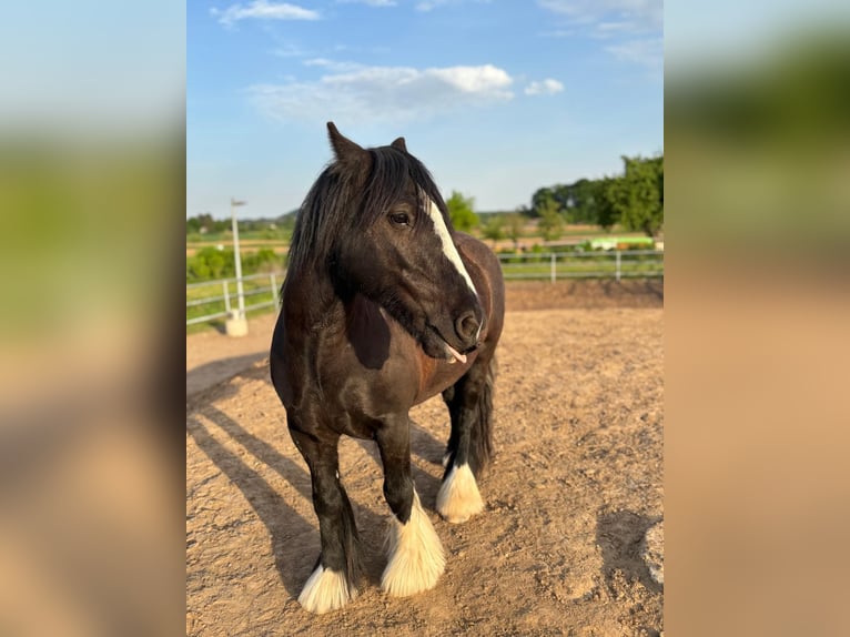 Gypsy Horse Mare 9 years Black in Flein
