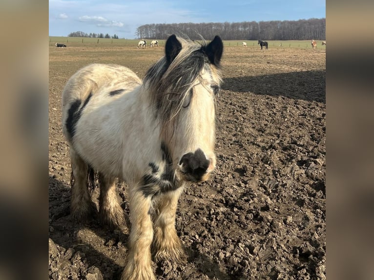 Gypsy Horse Mare 9 years Pinto in Kaltohmfeld