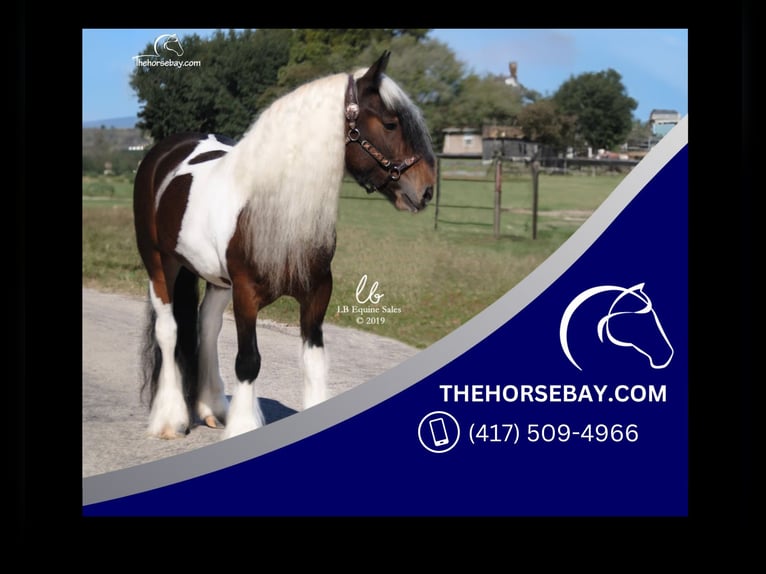 Gypsy Horse Mare 9 years Tobiano-all-colors in Austinville, VA