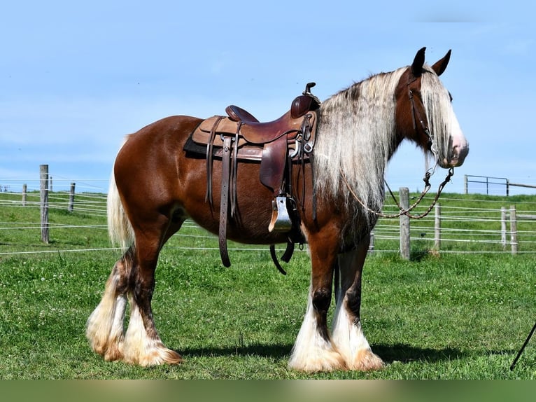 Gypsy Horse Mare 9 years in Rebersburg, PA