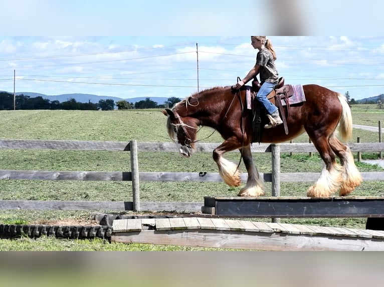 Gypsy Horse Mare 9 years in Rebersburg, PA