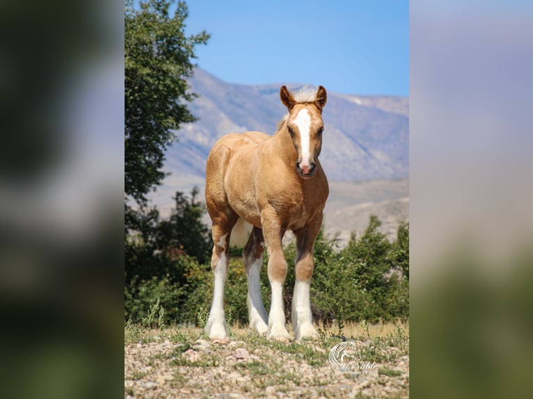 Gypsy Horse Mare Foal (05/2025) 11 hh Palomino in Cody