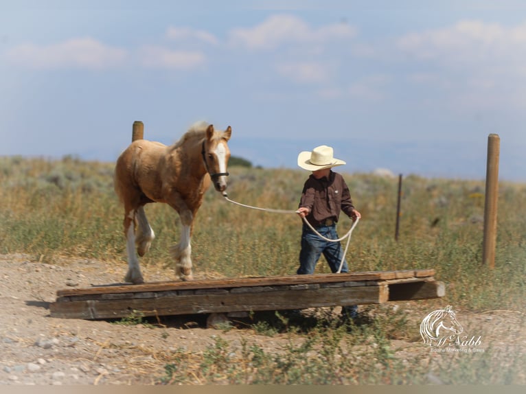 Gypsy Horse Mare Foal (05/2025) 11 hh Palomino in Cody