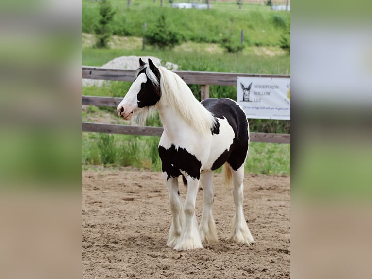 Gypsy Horse Mare  12 hh Tobiano-all-colors in Dundee, OH