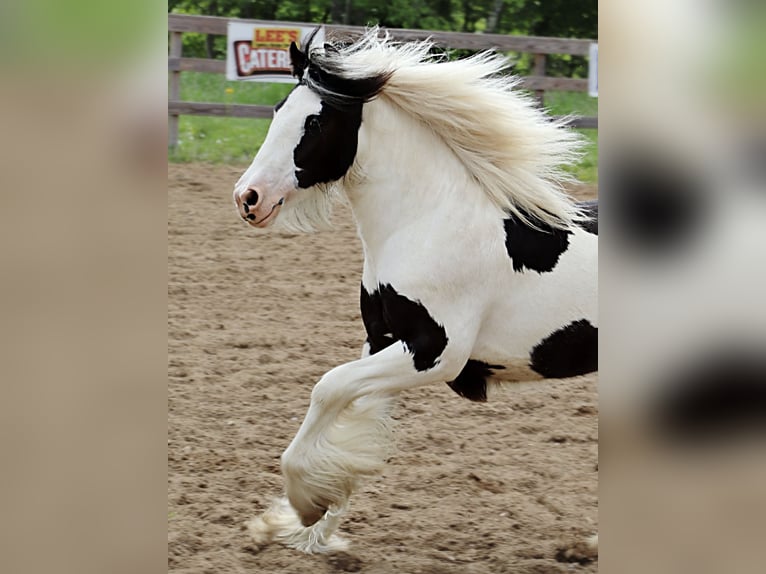 Gypsy Horse Mare  12 hh Tobiano-all-colors in Dundee, OH
