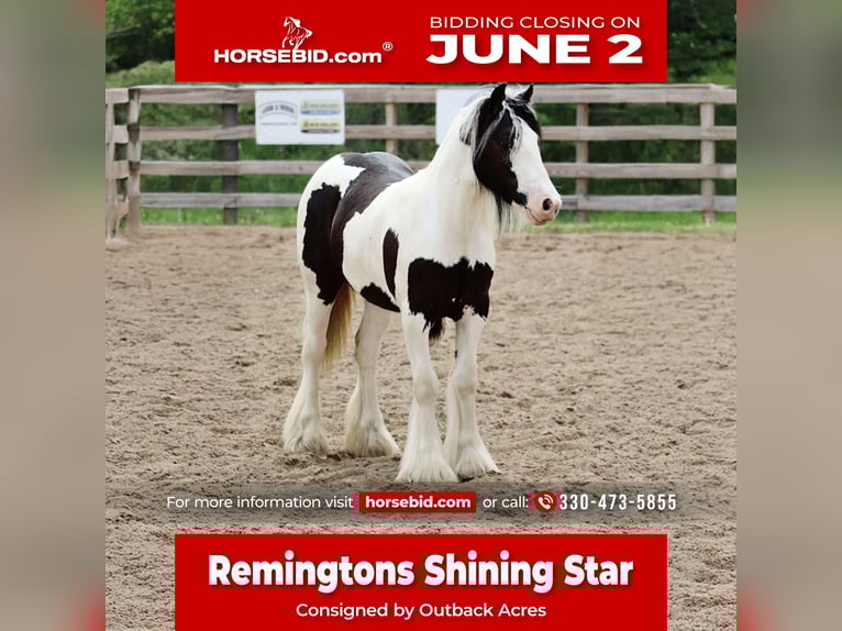 Gypsy Horse Mare  12 hh Tobiano-all-colors in Dundee, OH