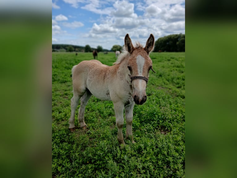Gypsy Horse Mix Mare Foal (03/2025) 12,2 hh Pinto in Nuthe-Urstromtal