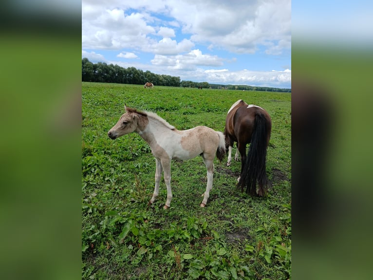 Gypsy Horse Mix Mare Foal (03/2025) 12,2 hh Pinto in Nuthe-Urstromtal