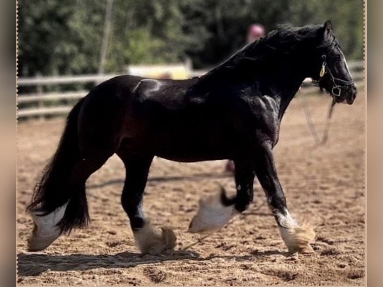 Gypsy Horse Mare Foal (04/2026) 13.3 hh Black in Opole