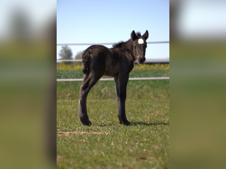 Gypsy Horse Mare Foal (04/2026) 13.3 hh Black in Opole