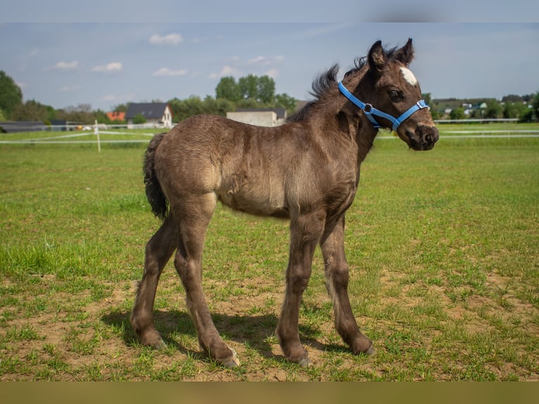 Gypsy Horse Mare Foal (04/2026) 13.3 hh Black in Opole