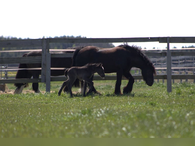 Gypsy Horse Mare Foal (04/2026) 13.3 hh Black in Opole