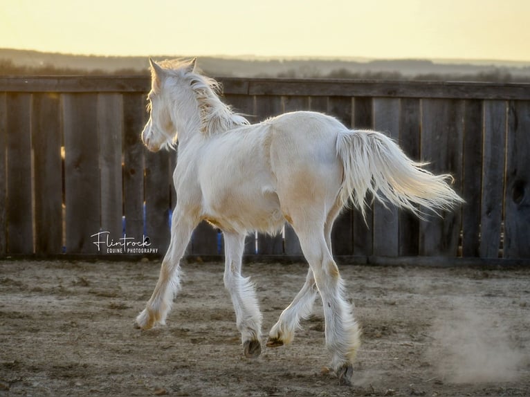 Gypsy Horse Mix Mare Foal (01/2024) 13 hh Cremello in Half Way, MO