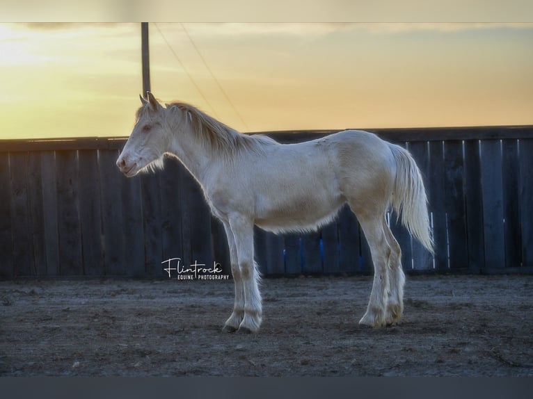 Gypsy Horse Mix Mare Foal (01/2024) 13 hh Cremello in Half Way, MO